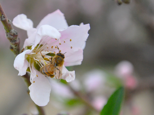 Peach trees are pollinated at a farm outside of Phoenix, Arizona, earlier this year. (DTN photo by Chris Clayton)